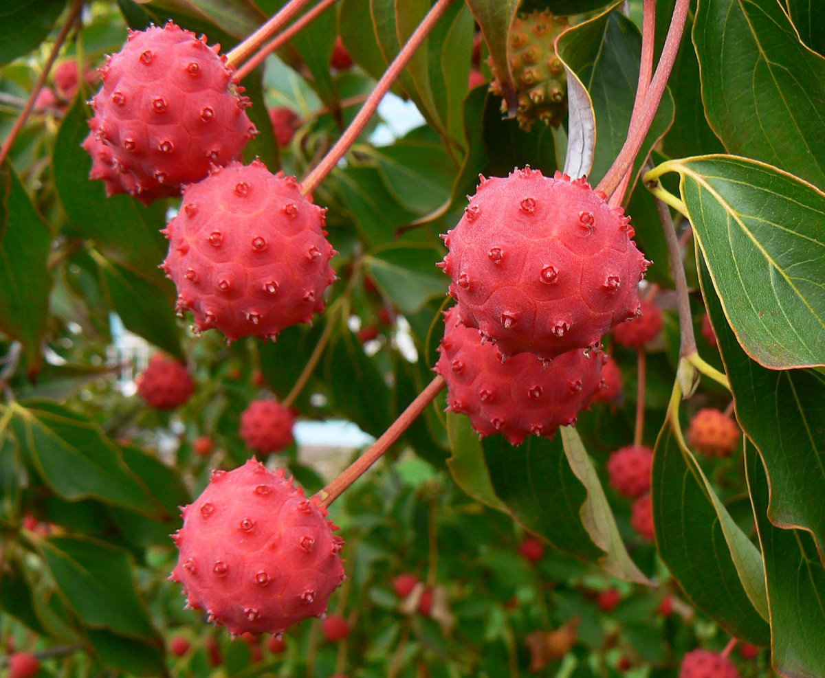 Cornus Kousa ягоды