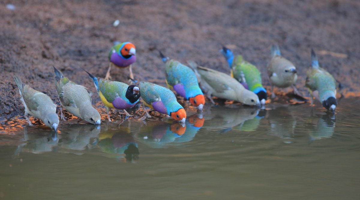 Gouldian Finch птенец