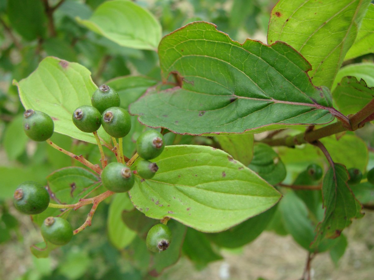 Кизил обыкновенный (Cornus mas)