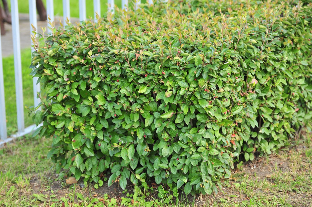 Кизильник Cotoneaster lucidus