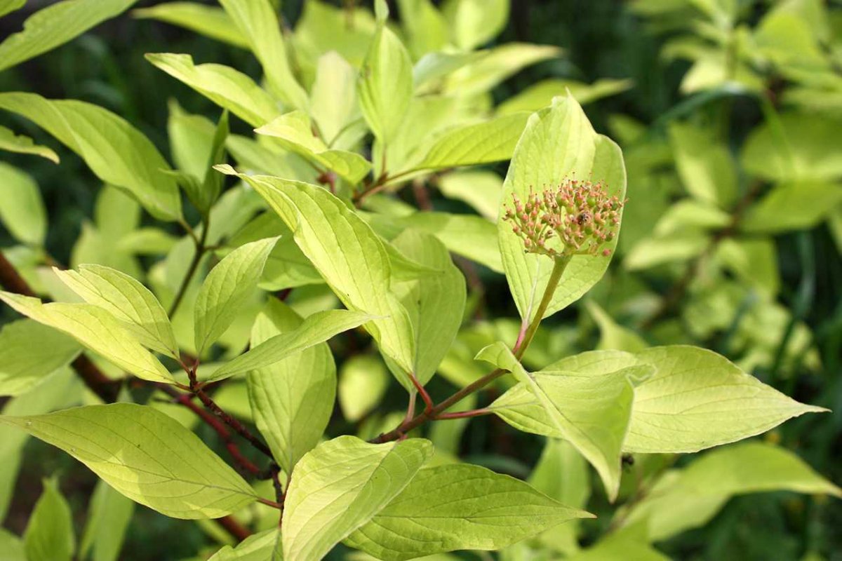 Дерен белый Ауреа Cornus Alba Aurea