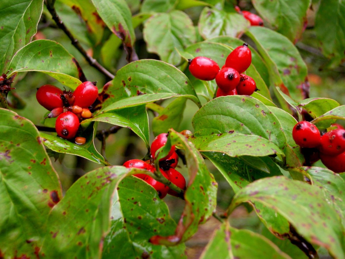 Кизил обыкновенный (Cornus mas)