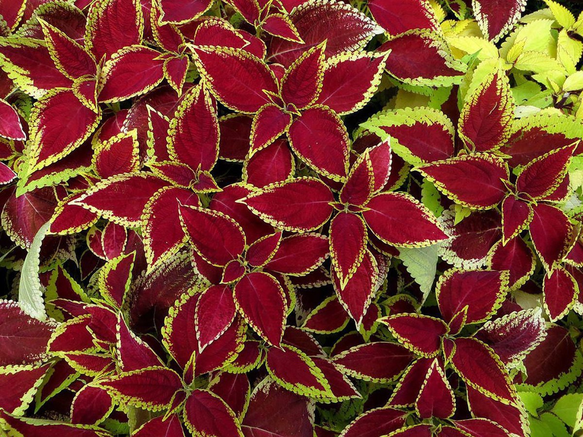 Колеус Coleus Juliet Quartermain