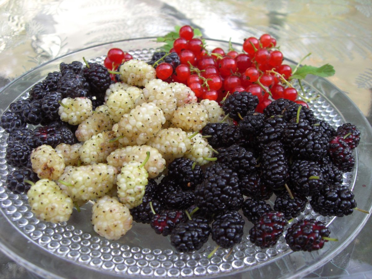 Ежевика армянская