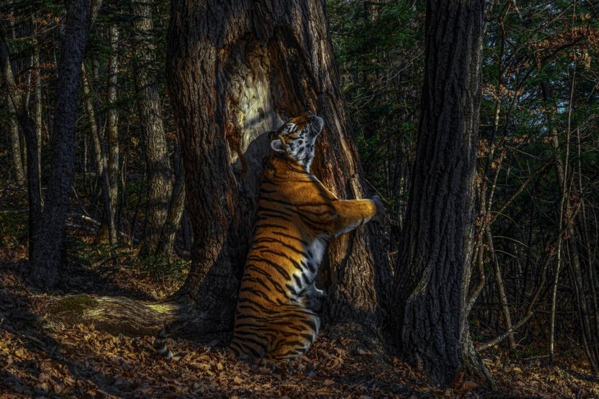 Wildlife photographer of the year 2020 Сергей горшков