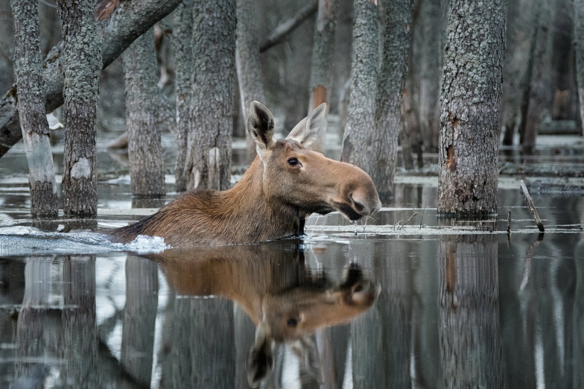Дикая природа России 2019 National Geographic