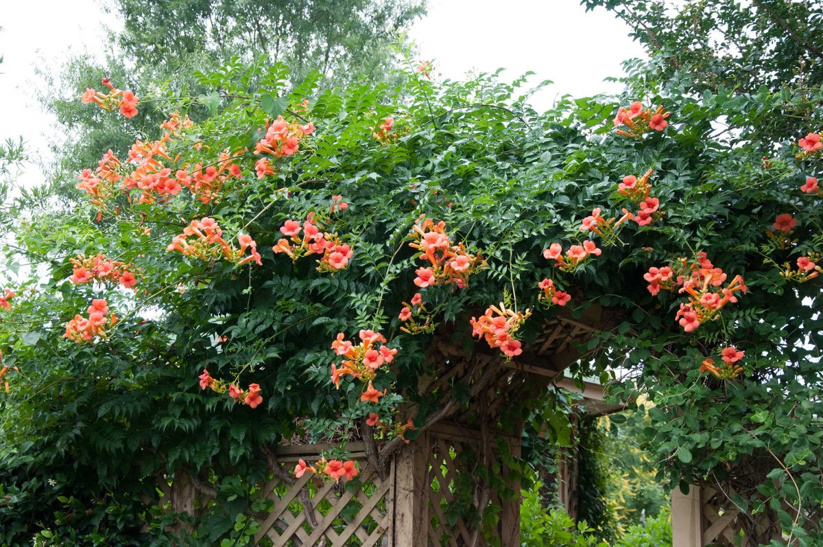 Campsis radicans (кампсис)