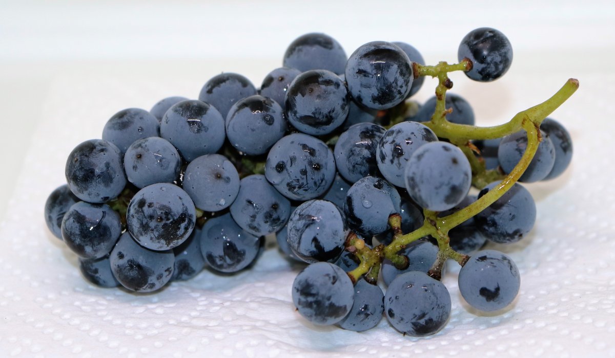 Blueberry виноград