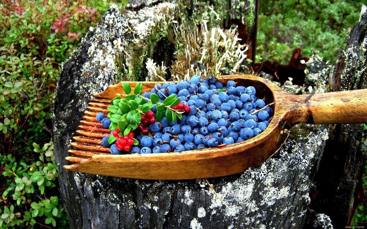 Дикоросы черника