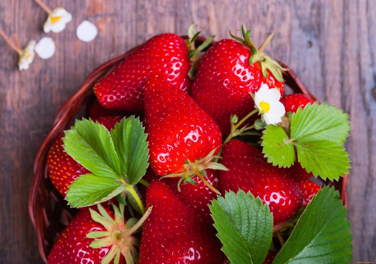 Fragaria клубника