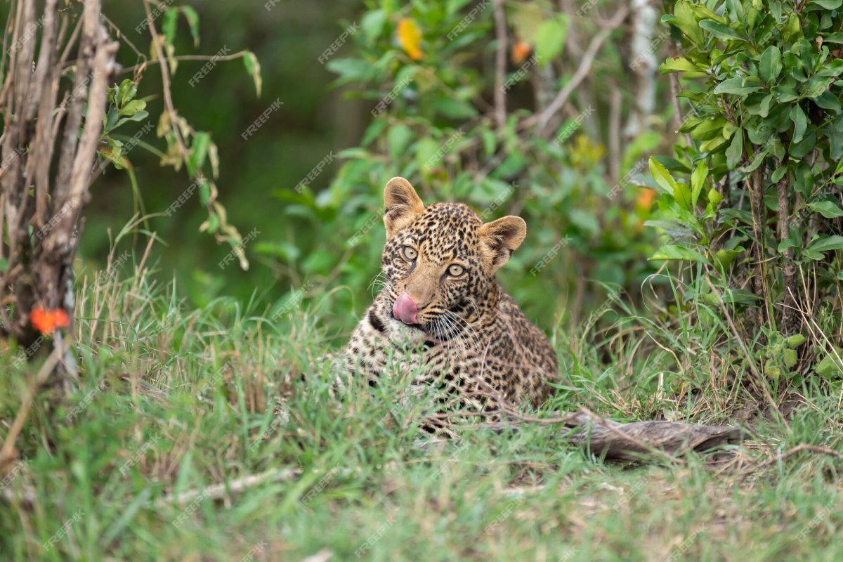 Cute Leopard ill