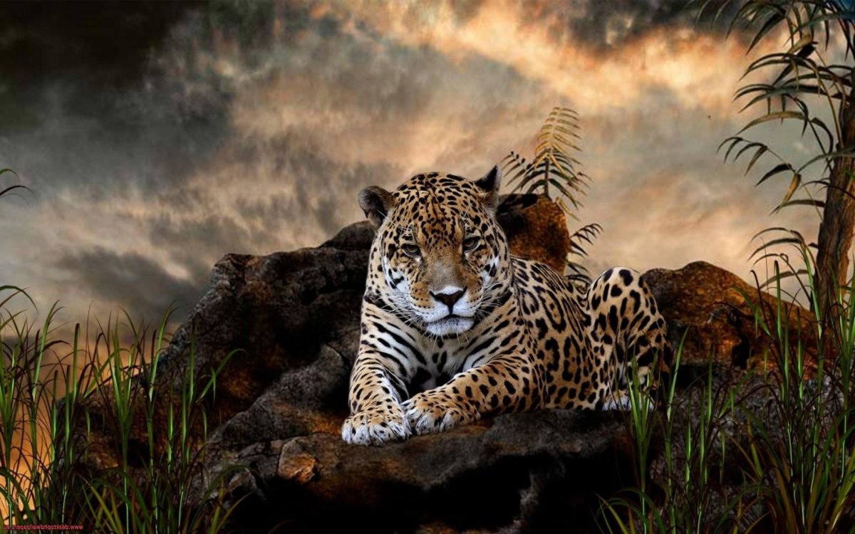 Дикая природа