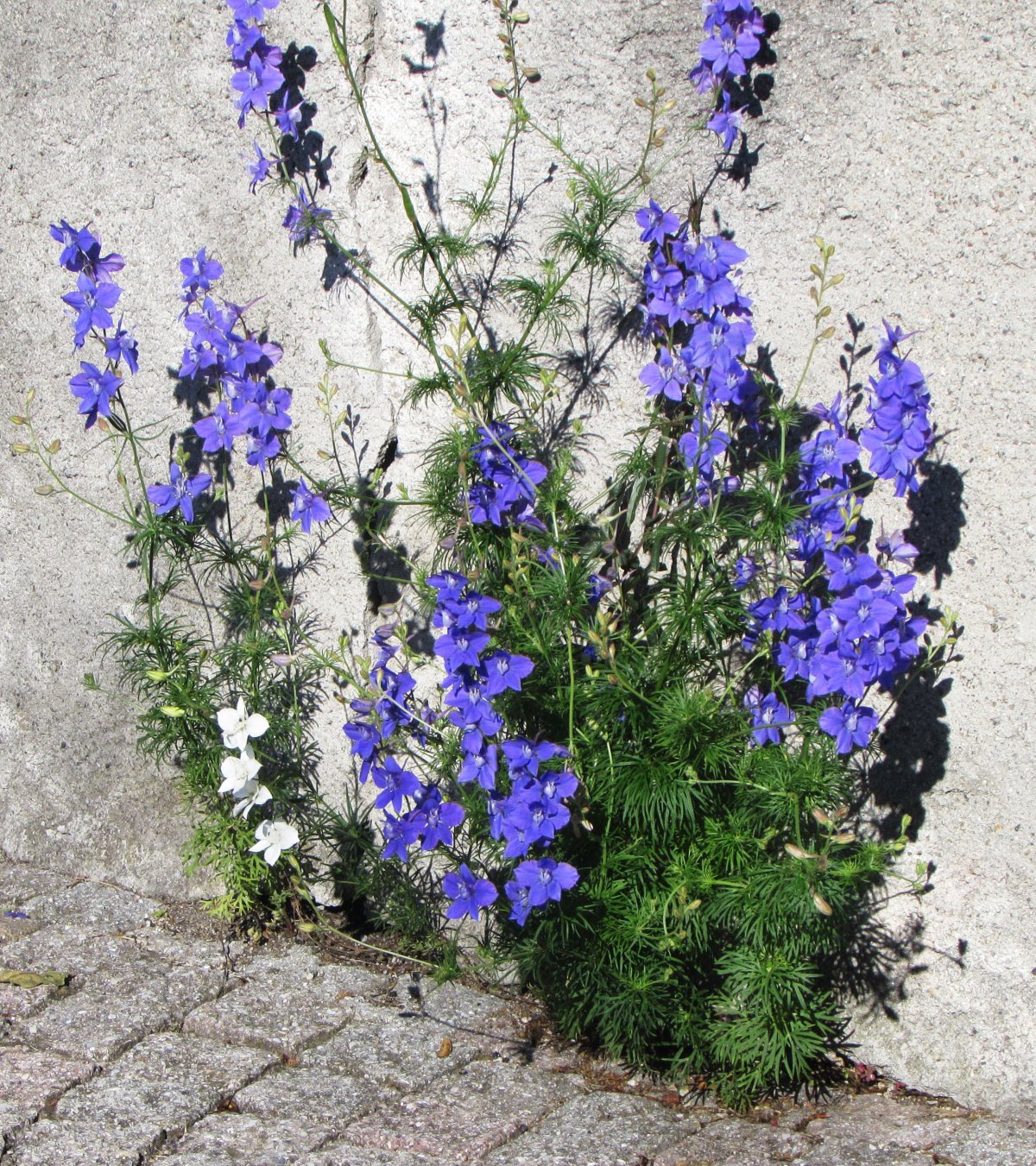 Delphinium ajacis