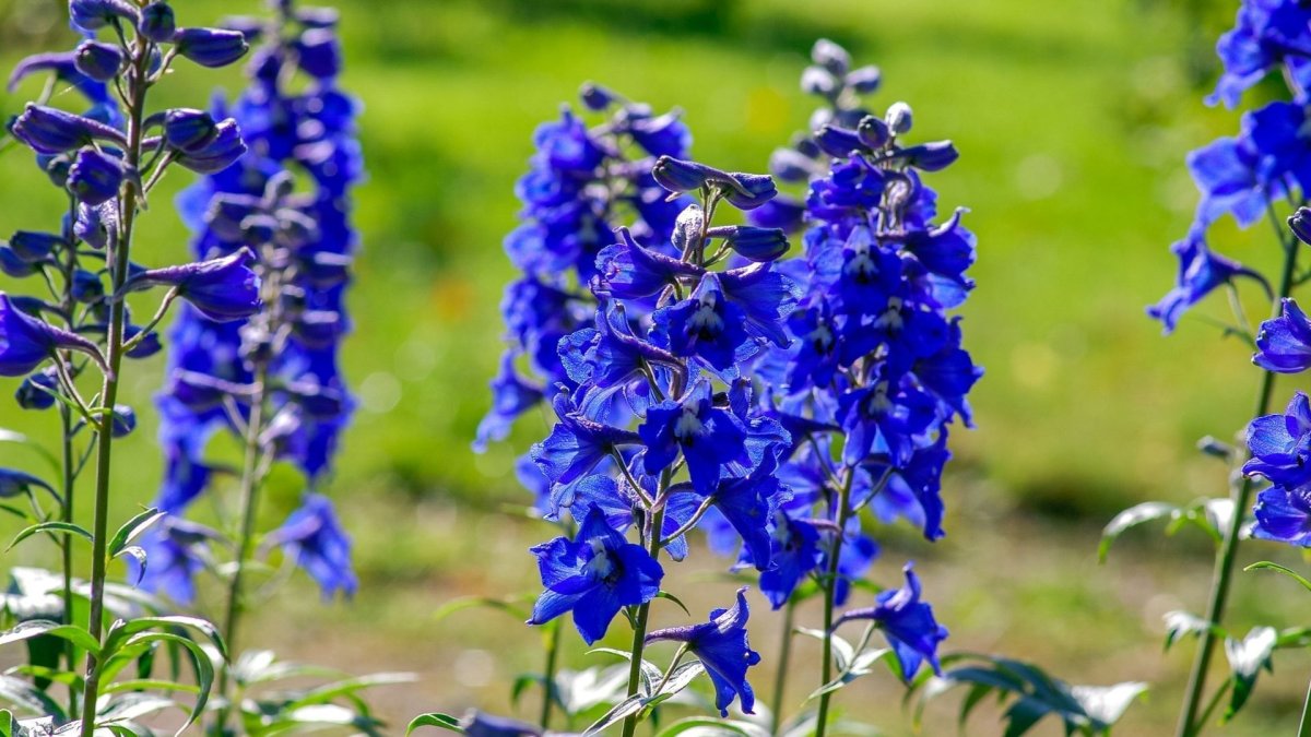 Дельфиниум Delphinium Cinderella
