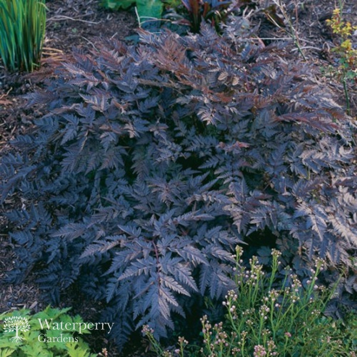 Купырь Anthriscus Sylvestris Ravenswing