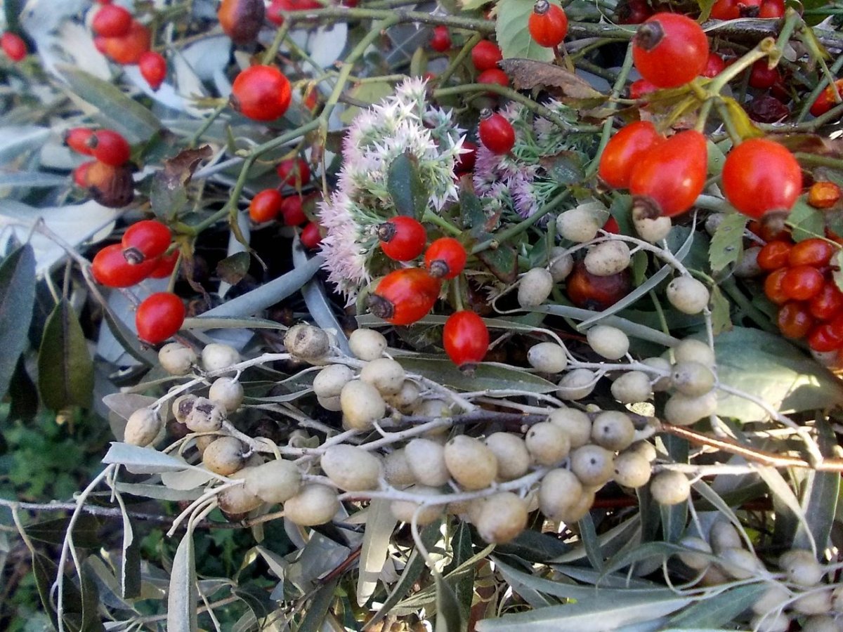 Калина и шиповник