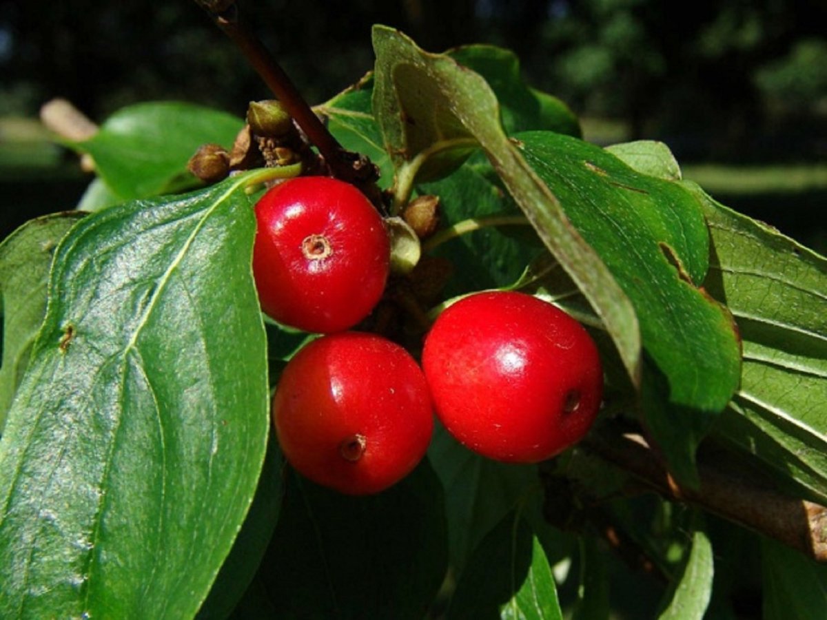 Кизил обыкновенный (Cornus mas)