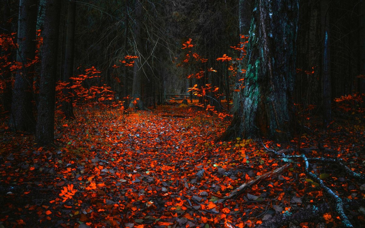 Осень в лесу