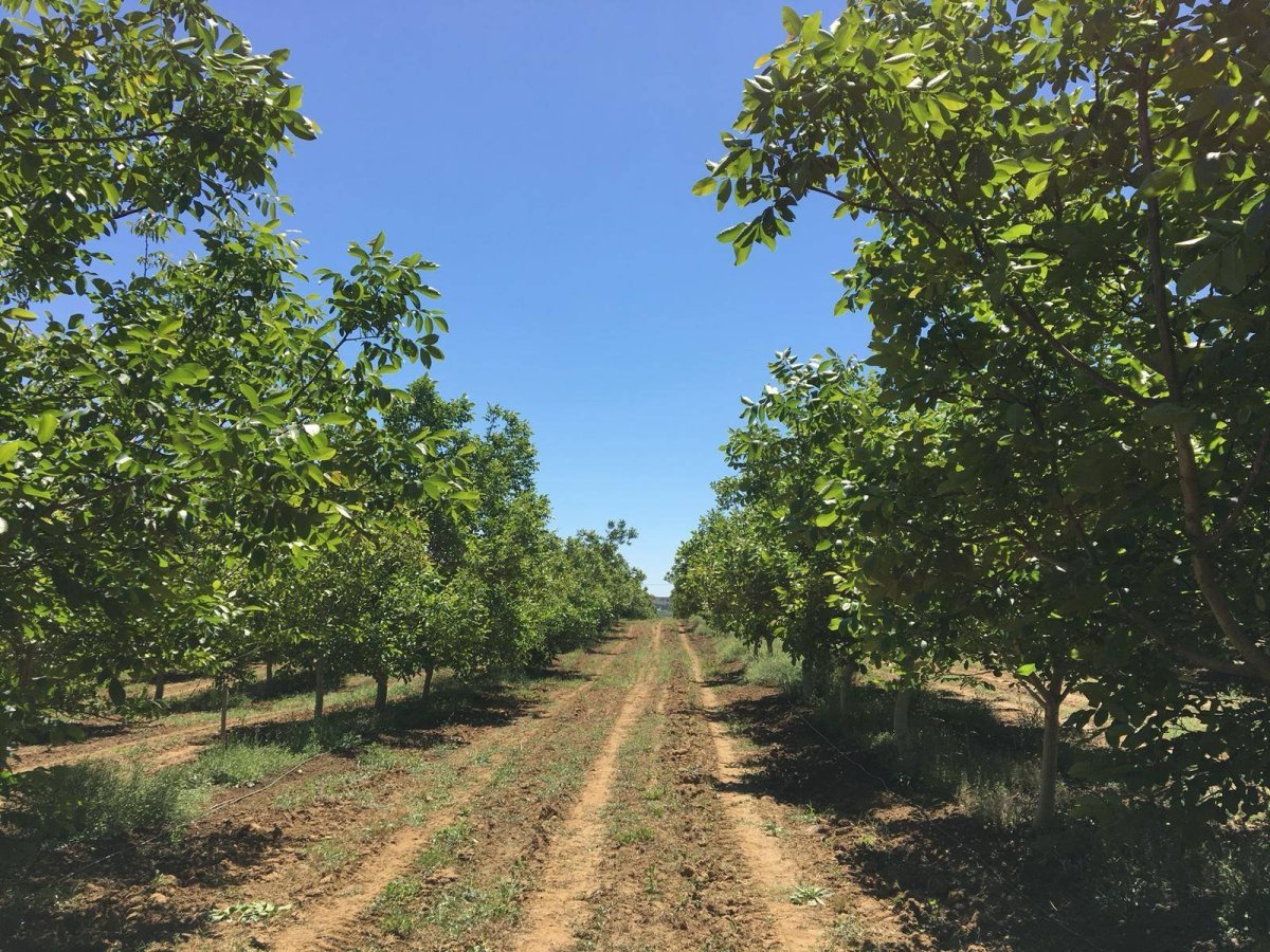 Walnut Garden
