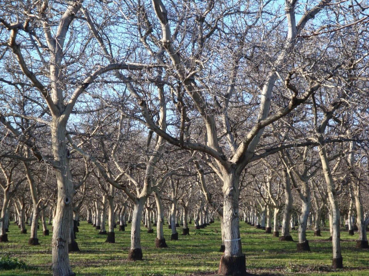 Walnut Tree, Узбекистан Ташкент