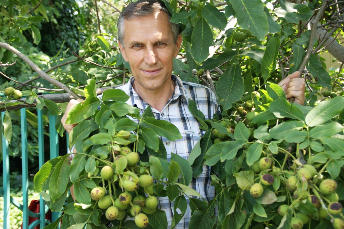 Грецкий орех «Астаховский»