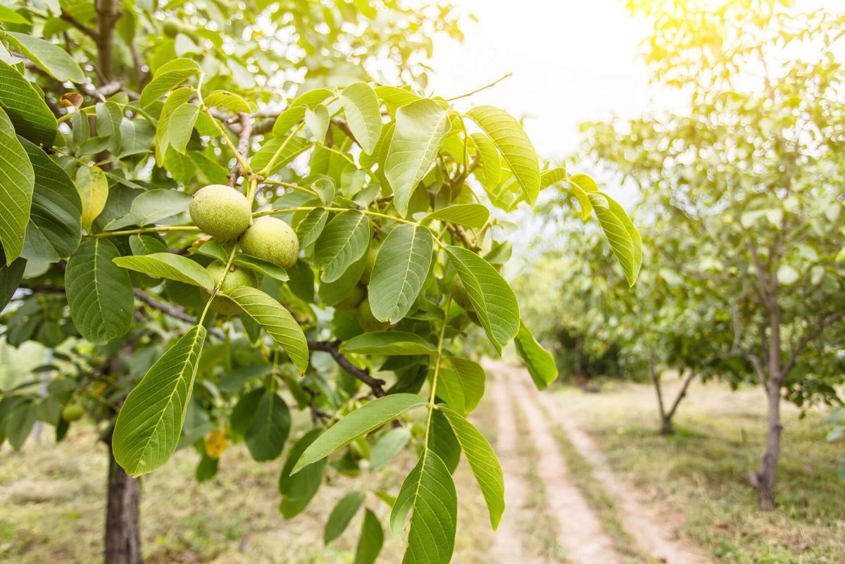 Орех грецкий (Juglans Regia)