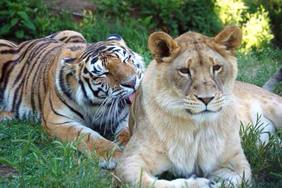 Лев и тигрица