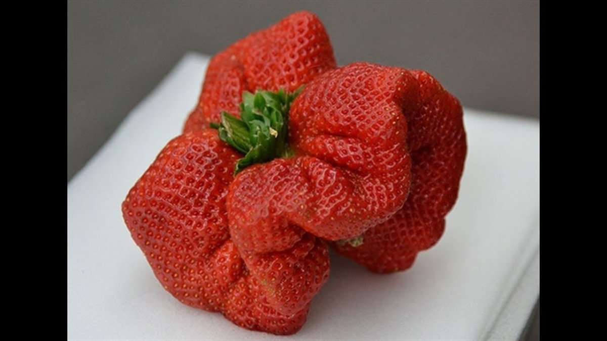 Самая большая клубника в мире