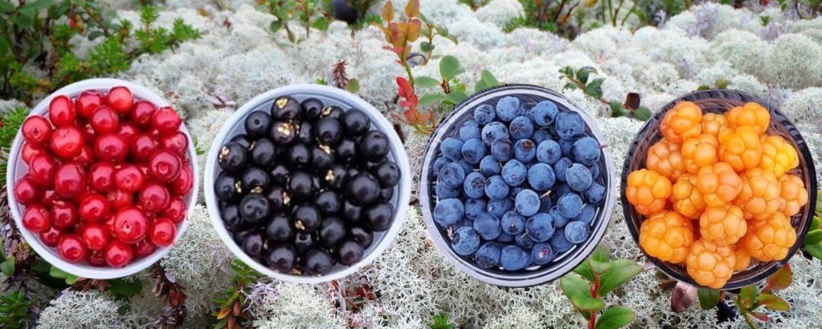 Рецептыши Белоцерковская, Вероника Борисовна