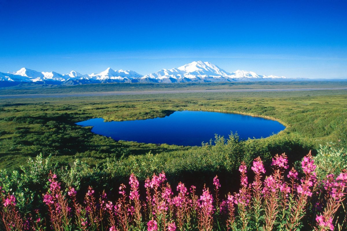 Denali National Park