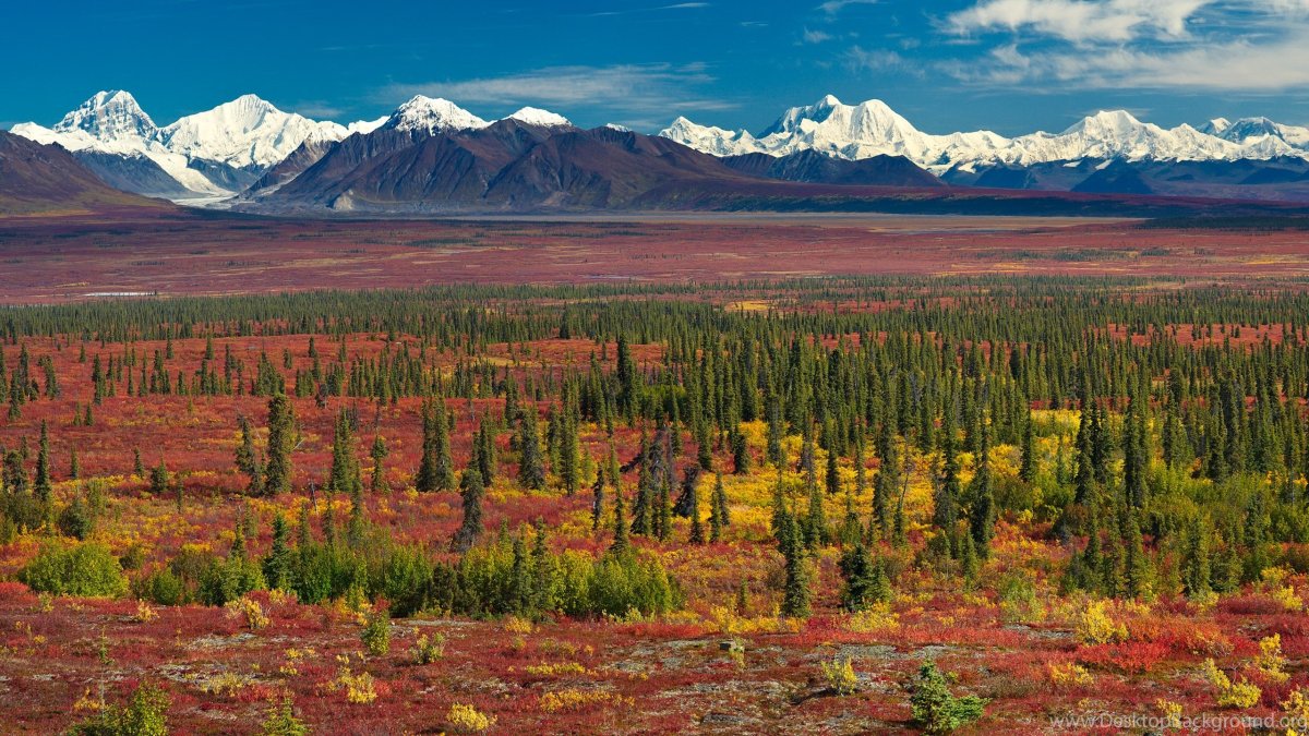 Аляска лесотундры