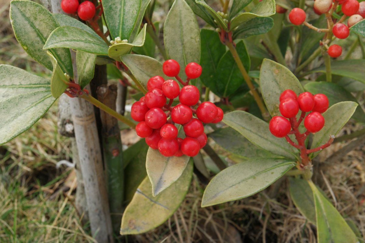 Ардизия japonica var Hakuokan