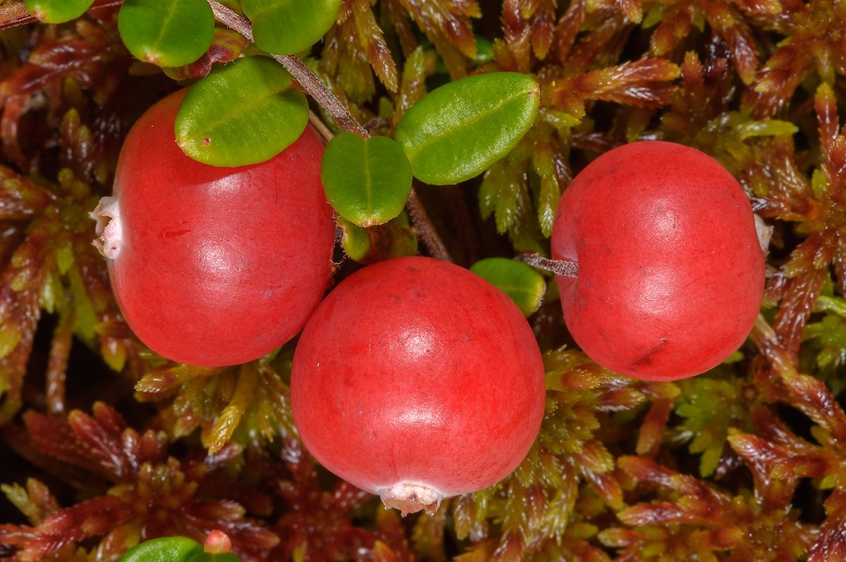 : Клюква (Oxycoccus