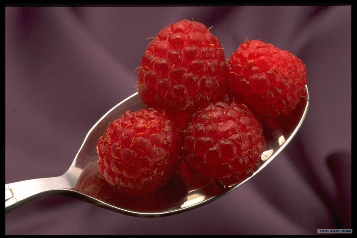 Малина диетическая