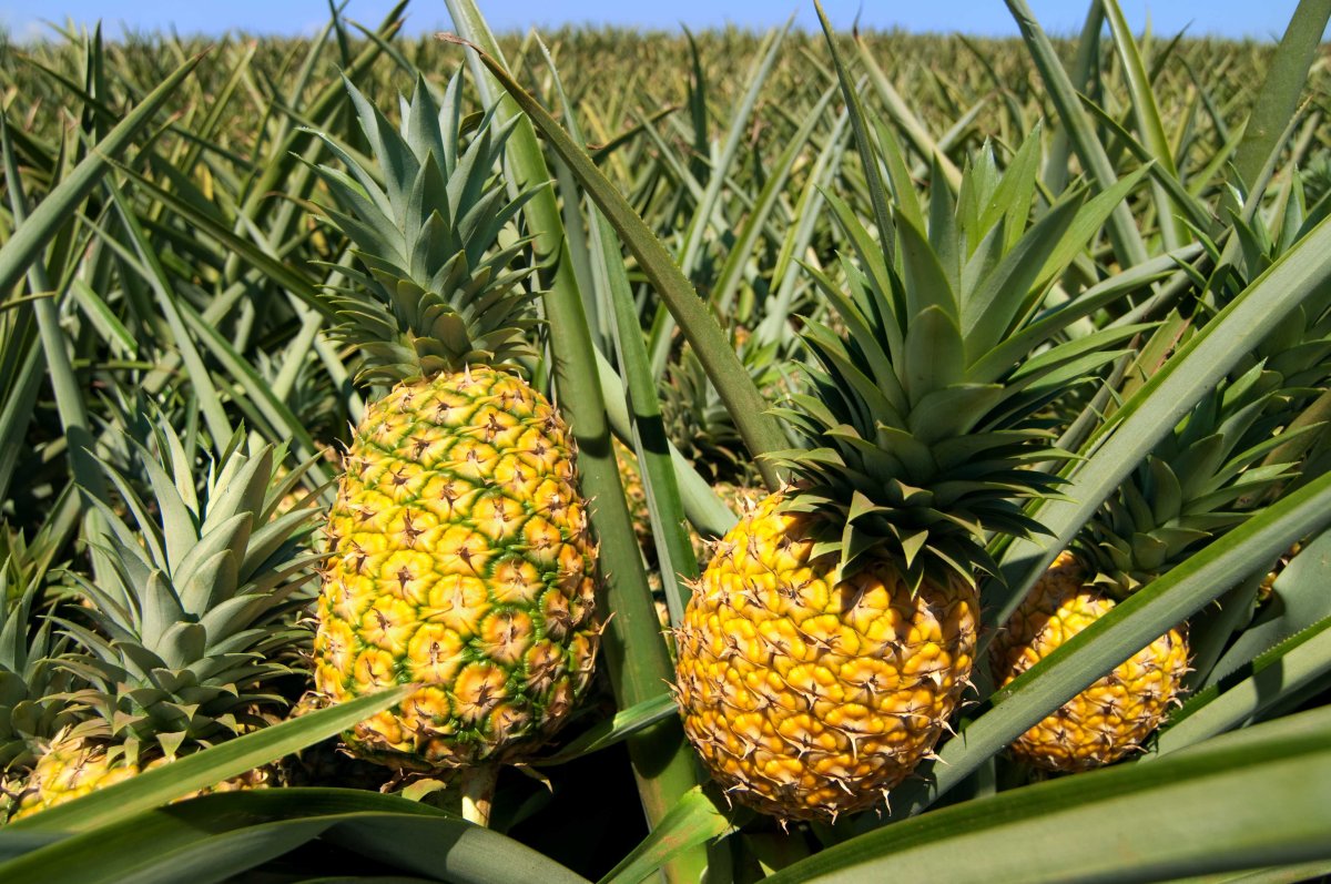 Ананас (ananas)