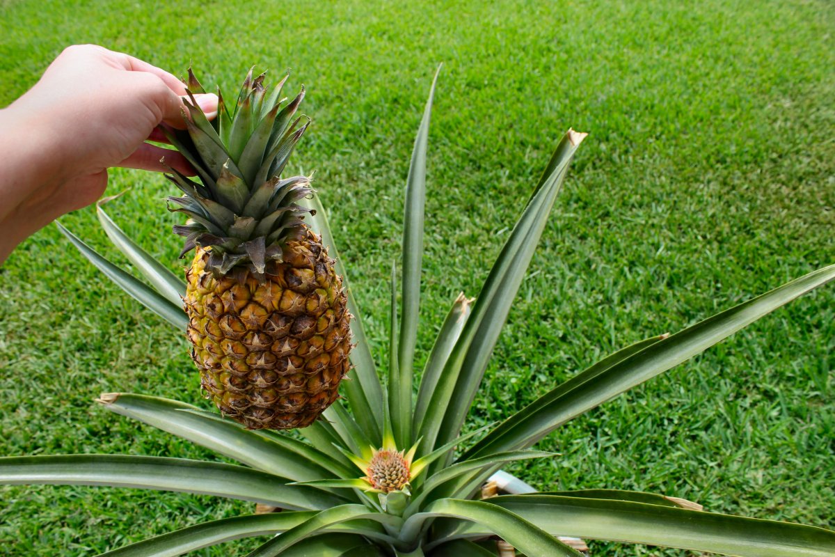 Ананас (ananas)