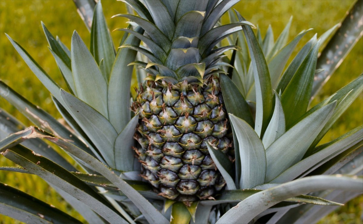 Ананас (ananas)