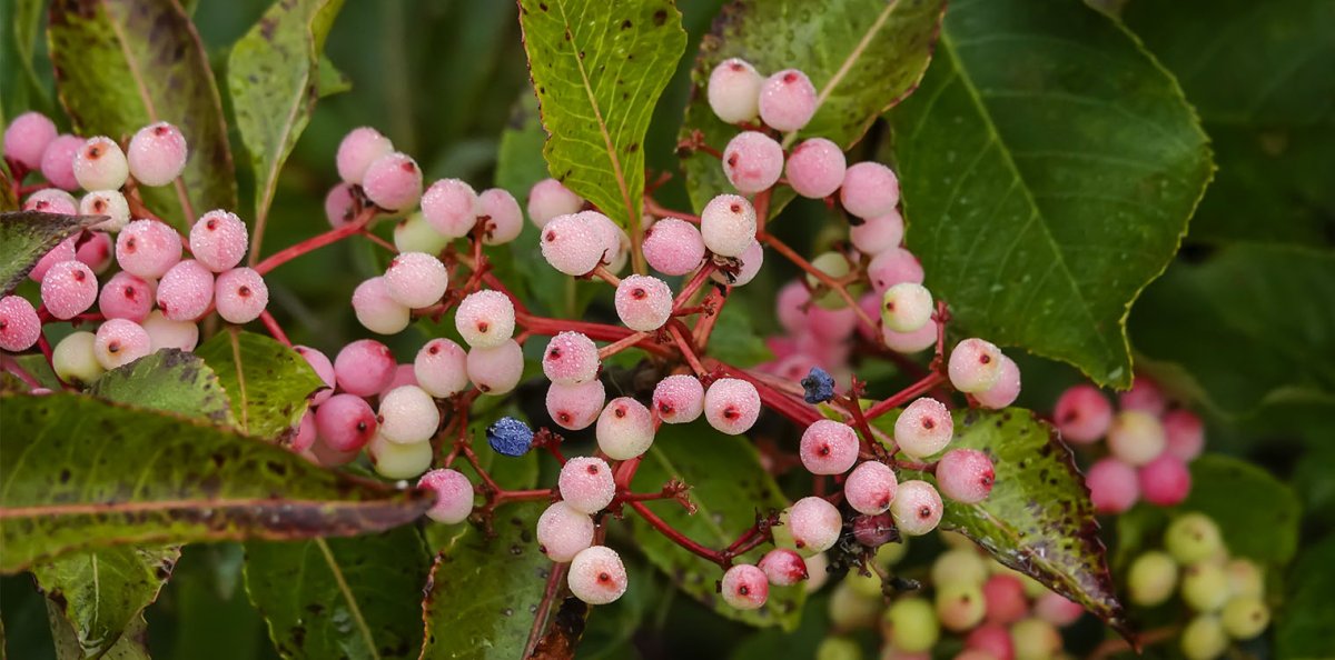 Viburnum cassinoides
