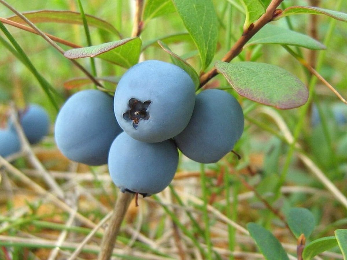 Vaccinium uliginosum - голубика обыкновенная