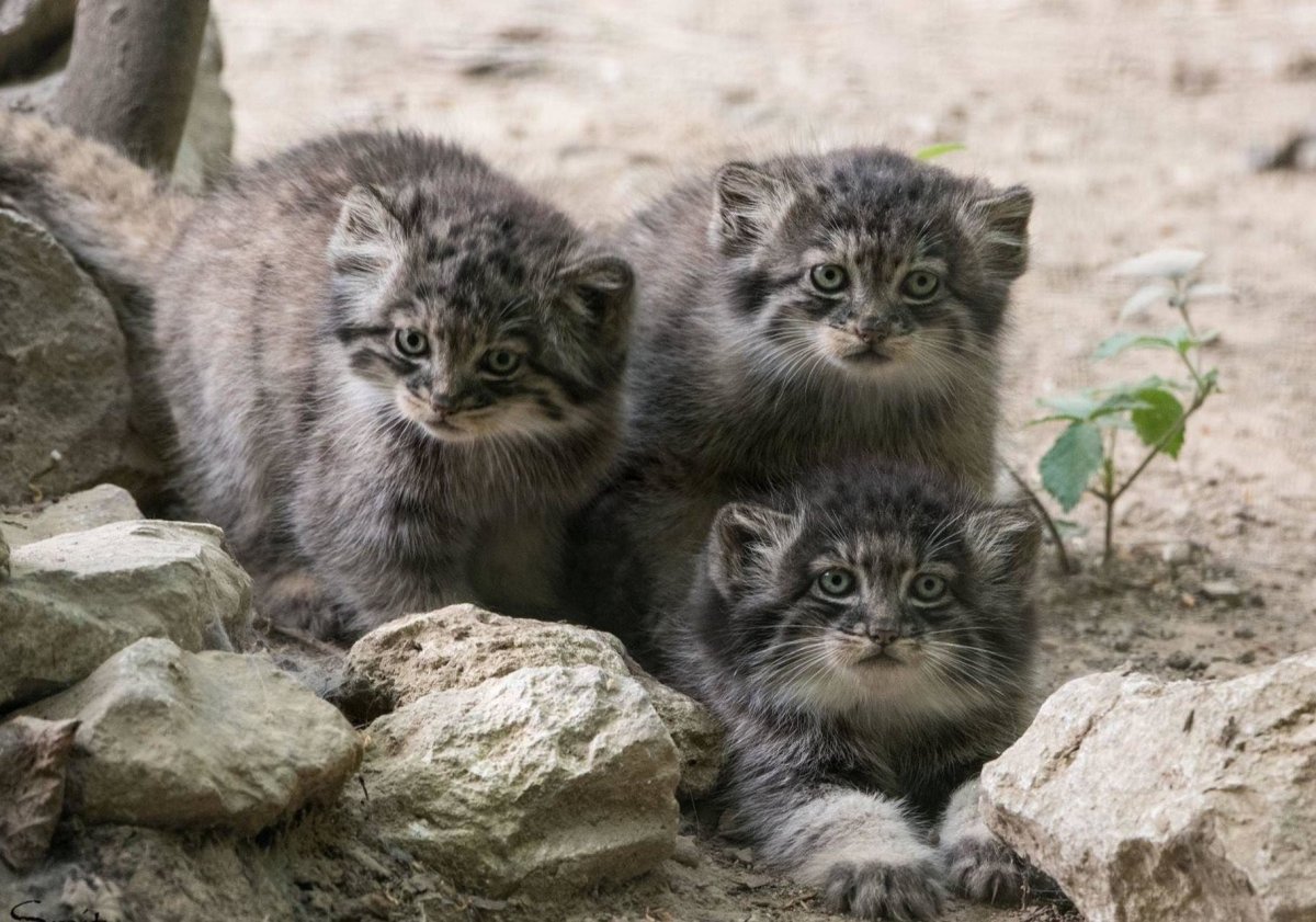 Дикий кот Манул котята