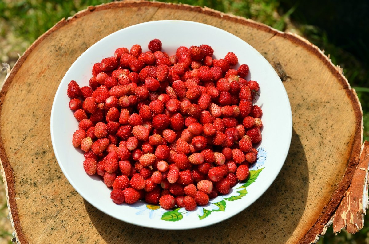 Земляника Шпанка