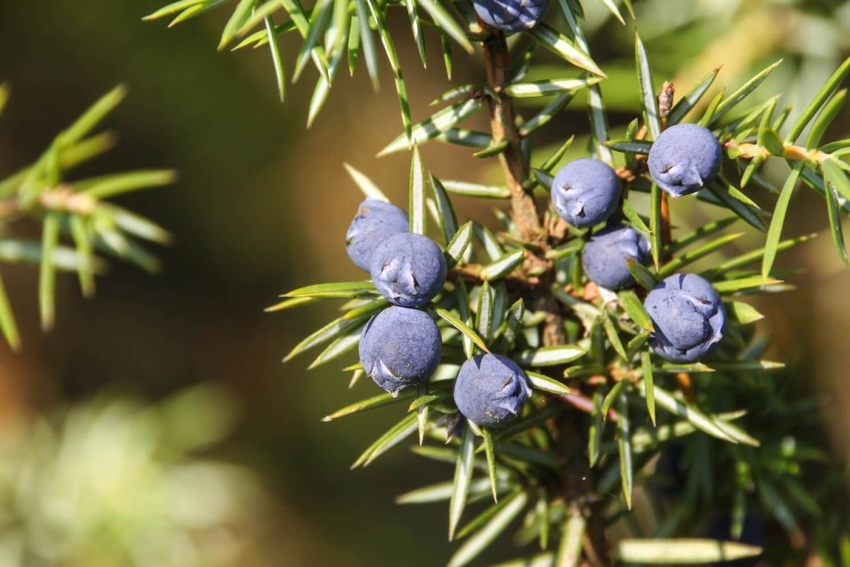 Можжевельник Juniperus communis