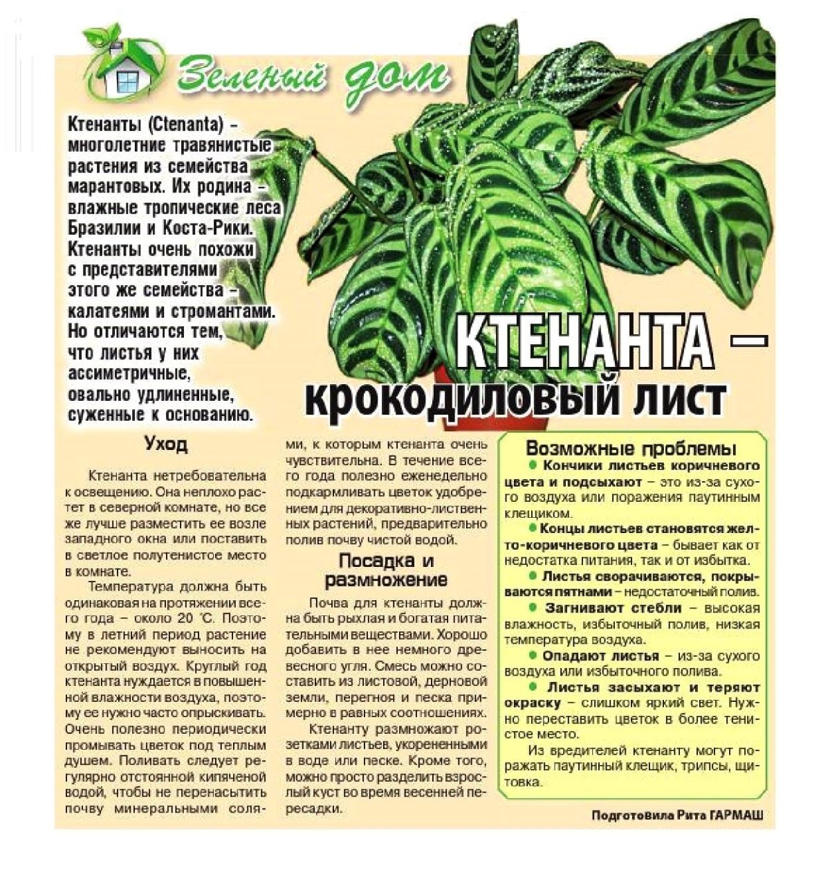 Ктенанта скручиваются листья
