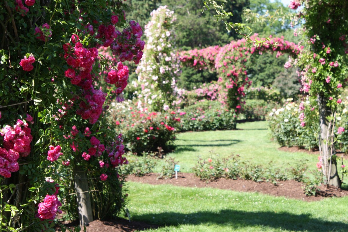 Elizabeth Park Rose Garden, США