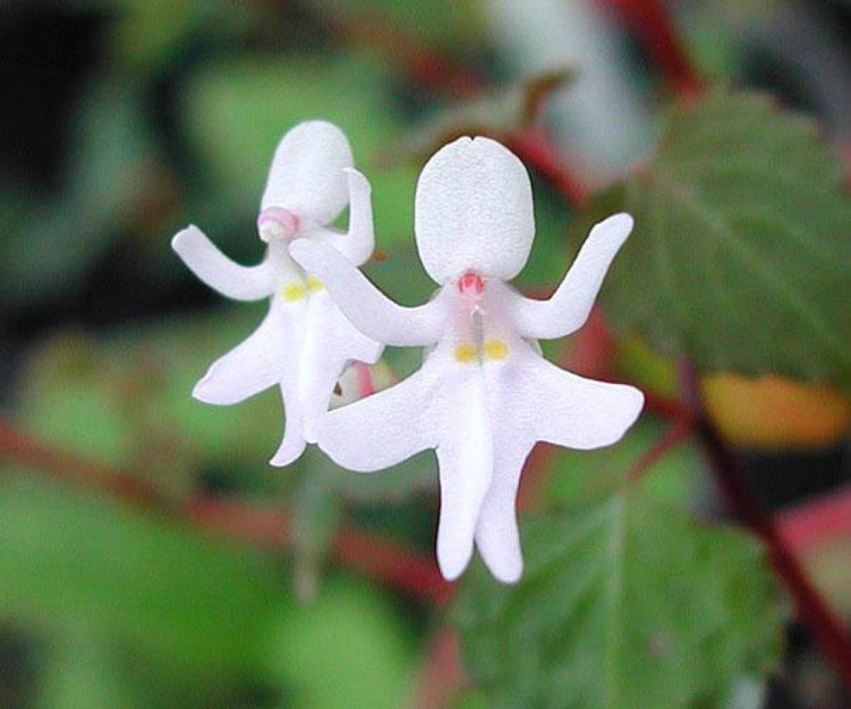 Орхидея-балерина (Ballerina Orchid)