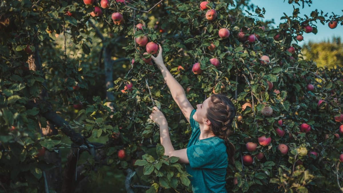 Go Apple picking