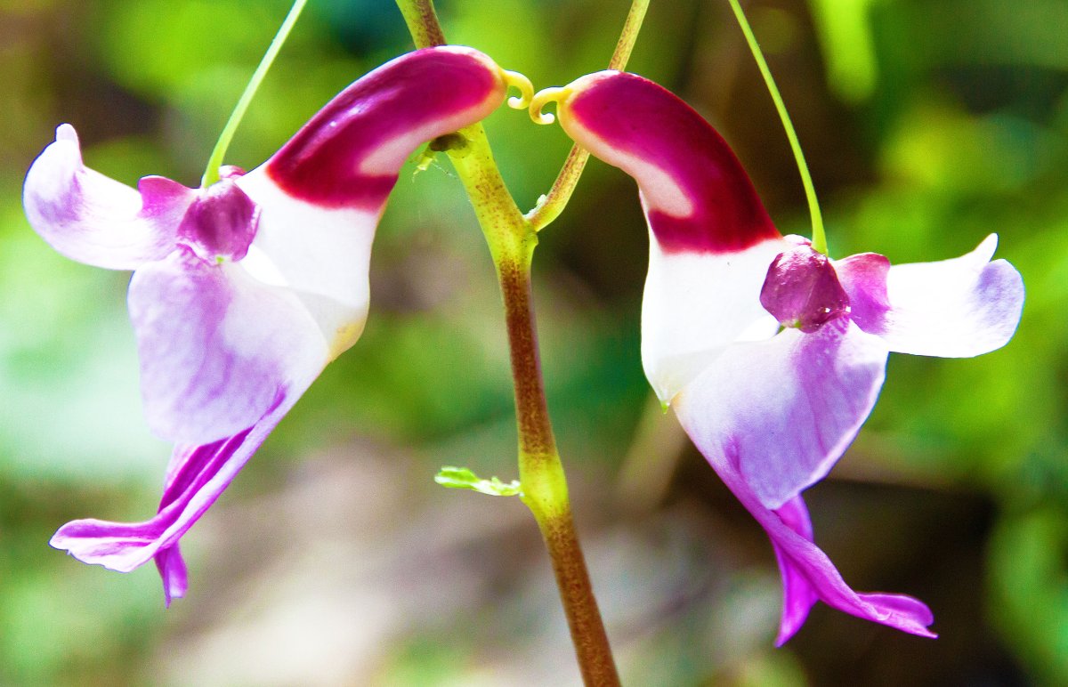 Цветок попугай Impatiens psittacina