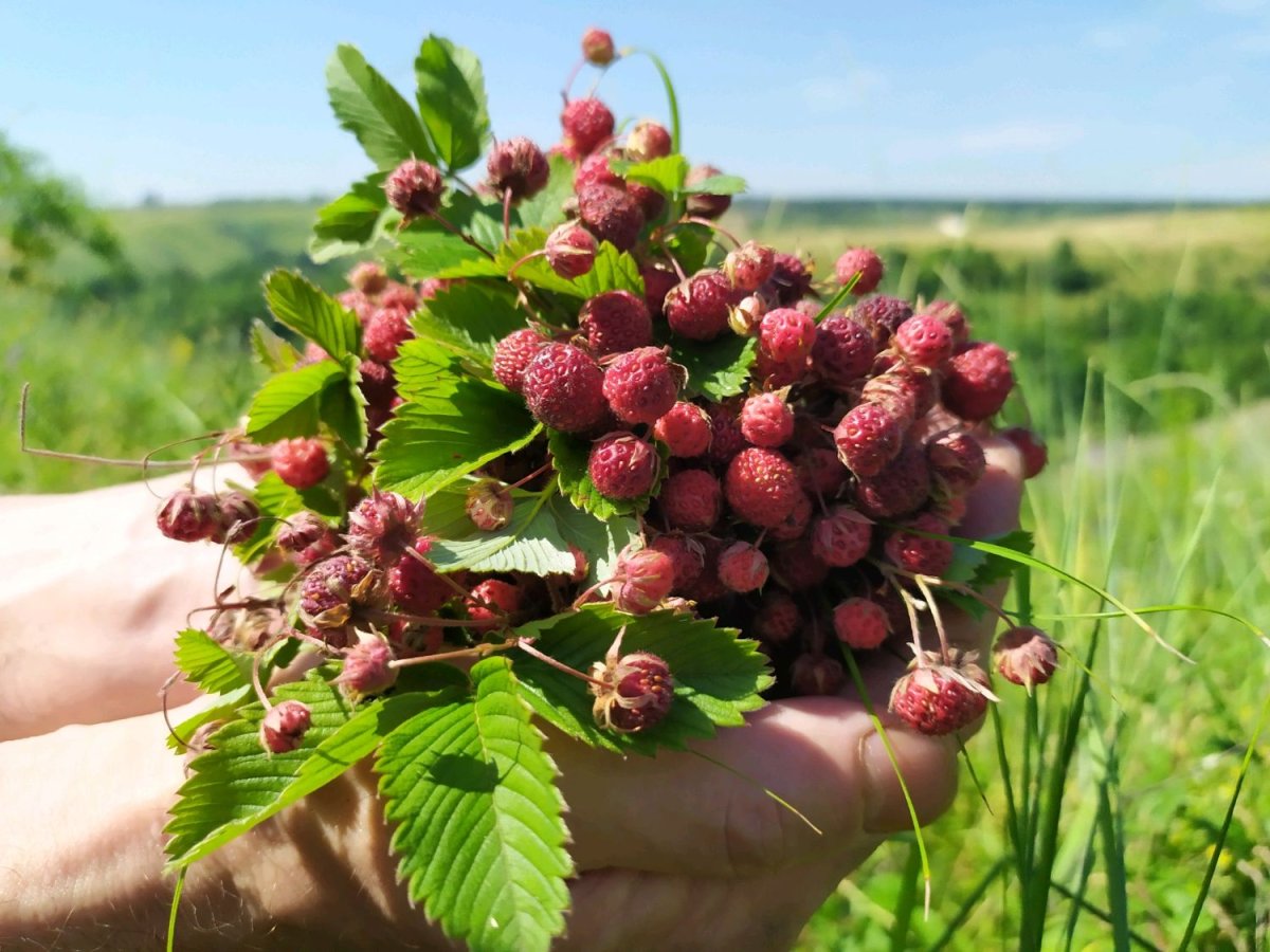 Земляника на склоне