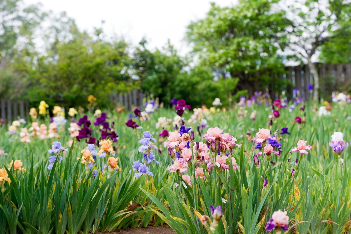 Ирис садовый (Iris Hybrid)