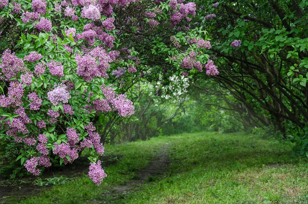 Сирень кустарник